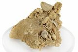 Miniature Fossil Cluster (Ammonites, Brachiopods) - France #248416-2